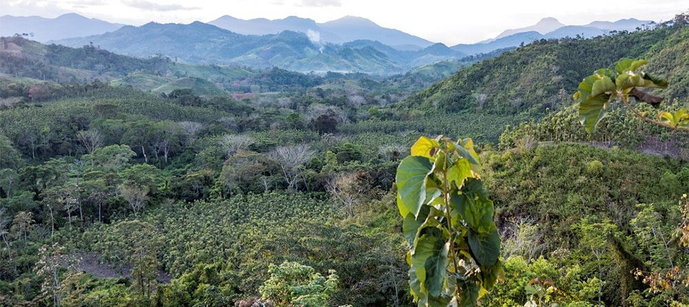 Reforestation, agroforestry and the protection of a forest landscape in Nicaragua